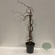 Corylus 'Red Majestic' 80-100 cm 12L