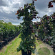 Corylus 'Red Majestic' 125-150 cm 35L