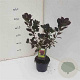Cotinus cog. 'Royal Purple' 30-40 cm 2,5L