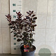 Cotinus cog. 'Royal Purple' 60-80 cm 7,5L