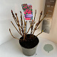 Hydrangea m. Frisbee Hot Pink 40-50 cm  scherm rood