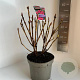 Hydrangea m. Frisbee Hot Pink 40-50 cm  scherm rood