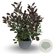 Cotinus Dusky Maiden 40-50 cm 4,0L