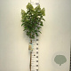 Hydrangea pan. 'Limelight' 80 cm stam 7,5L