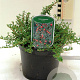 Cotoneaster congestus 25-30 cm 2,0L
