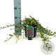 Cotoneaster dammeri 25-30 cm 2,0L