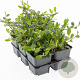 Cotoneaster dammeri GM P9
