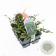Cotoneaster dammeri GM sixpack