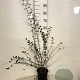 Cotoneaster franchetii 80-100 cm 2,0L