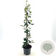Cotoneaster lacteus 60-70 cm 2,0L