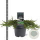 Juniperus comm. 'Green Carpet' 40-50 cm 5,0L
