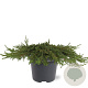 Juniperus comm. 'Green Carpet' 40-50 cm 5,0L