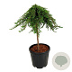 Juniperus comm. 'Greenmantle' 60 cm stam 15L
