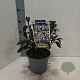 Kalmia lat. 'Black Label' 25-30 cm 4,0L