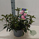 Kalmia lat. 'Moyland' 25-30 cm 4,0L