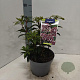 Kalmia lat. 'Schokra' 25-30 cm 4,0L
