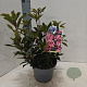 Kalmia lat. 'You Can' 25-30 cm 4,0L
