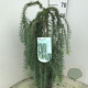Larix kaempf. 'Stiff Weeper' 60 cm stam 5,0L