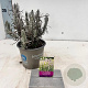 Lavandula ang. 'Rosea' 15-20 cm P12