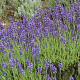Lavandula ang. 'Siesta' GM P9