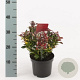Leucothoe 'Zeblid' 25-30 cm 2,0L