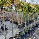 Liquidambar s. 'Gum Ball' 150 cm stam 35L 10-12