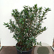 Crinodendron hookerianum 60-80 cm 20L