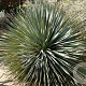 Dasylirion wheeleri 80-100 cm 35L