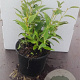Deutzia gracilis 20-30 cm C1.3