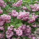 Deutzia hybrida 'Perle Rose' 125-150 cm 15L struik
