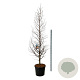 Metasequoia gl. Amber Glow 250-300 cm cont. 90L extra