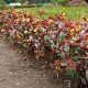 Diervilla rivularis 'Troja Black' 30-35 cm 3,0L
