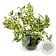 Diervilla sessilifolia 30-40 cm 3,0L