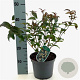 Diervilla sessilifolia 40-50 cm 3,0L
