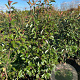Photinia fraseri 'Red Robin' 150-175 cm met kluit