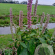 Elsholtzia stauntonii GM P9