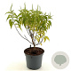 Elsholtzia stauntonii 'Alba' 30-40 cm 3,0L