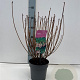 Enkianthus campanulatus 30-40 cm 2,0L