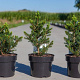 Picea a. 'Will's Zwerg' 30-40 cm 3,0L