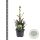 Picea a. 'Will's Zwerg' 30-40 cm 3,0L