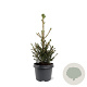 Picea a. 'Will's Zwerg' 30-40 cm 3,0L