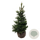Picea a. 'Will's Zwerg' 80-100 cm met kluit extra