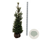 Picea a. 'Will's Zwerg' 125-150 cm met kluit extra