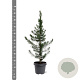 Pinus halepensis 60-80 cm 5,0L