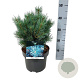 Pinus sylv. 'Watereri' 25-30 cm