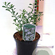 Eriostemon myoporoides 30-35 cm 2,0L