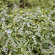 Eriostemon myoporoides Gold Touch 30-35 cm 2,0L