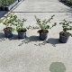 Escallonia 'Apple Blossom' 20-30 cm C1.3