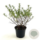 Escallonia 'Apple Blossom' 25-30 cm 2,0L