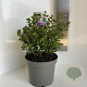 Escallonia 'Apple Blossom' 30-35 cm 5,0L